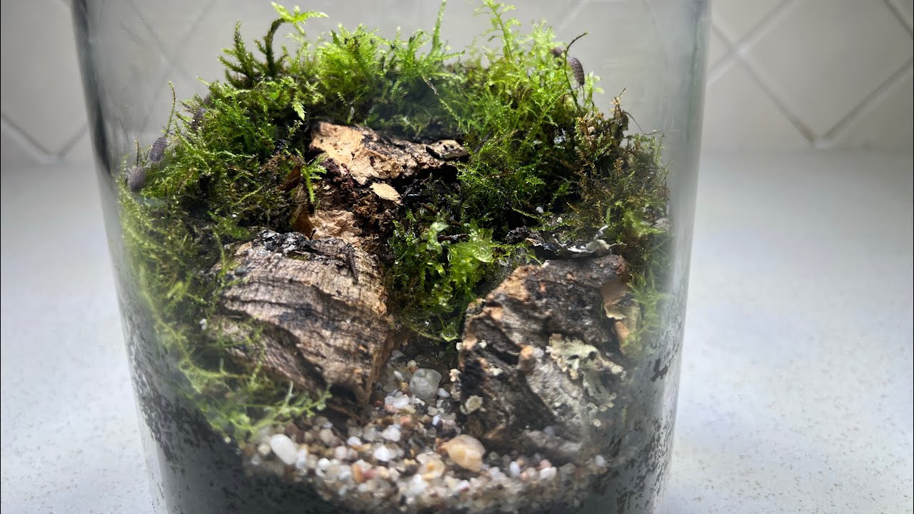 Making A Bioactive Terrarium For Isopods & Springtails | Easy Terrarium Design