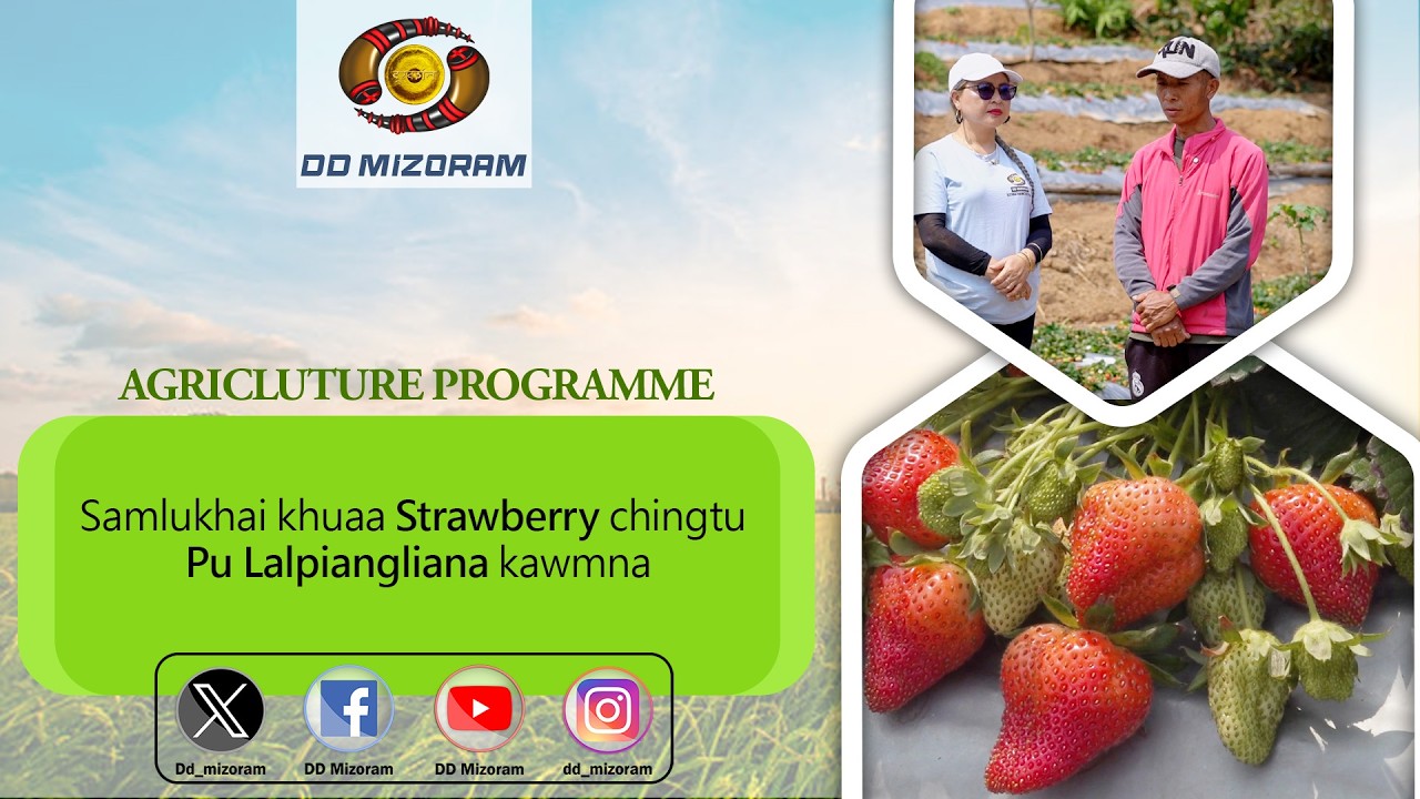 Samlukhai khuaa Strawberry chingtu Pu Lalpiangliana kawmna