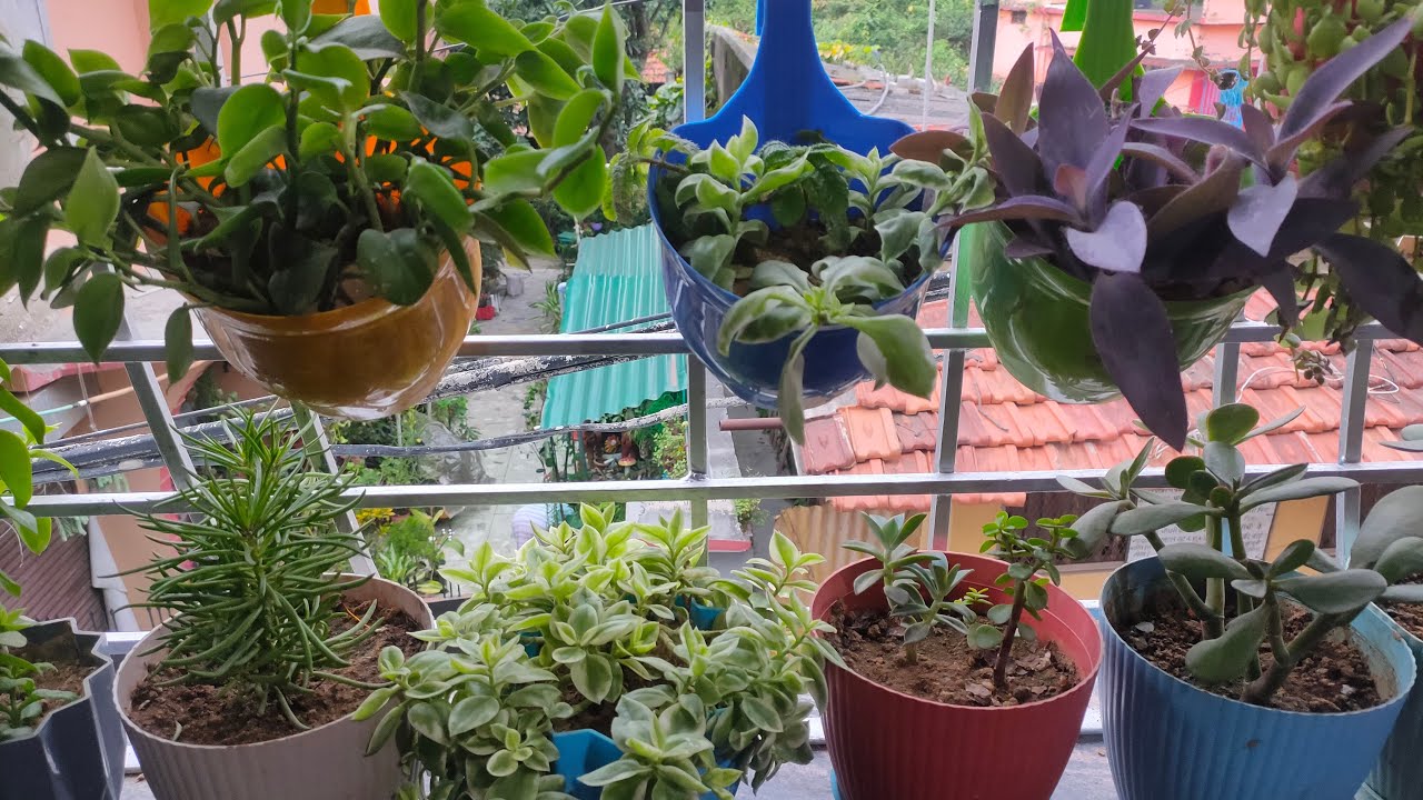 higing plant how to grow your plants 🪴 Home 🏡 gardening tips #live # garden #plan #tips