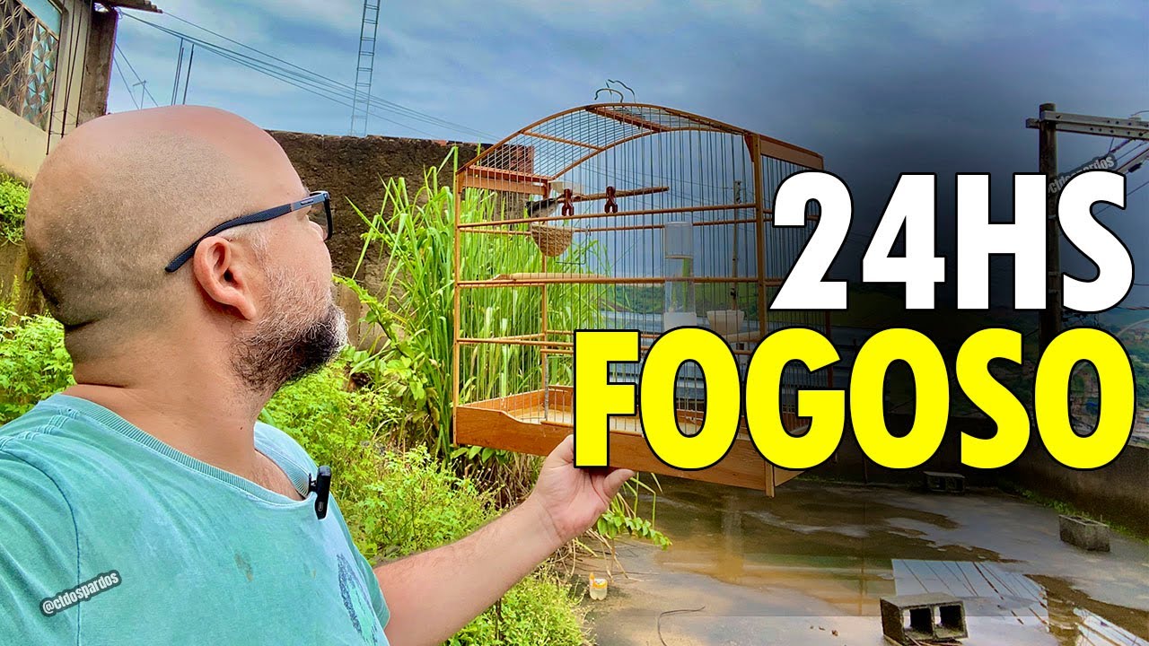 Esse tipo de coleiro fica 24hs na fêmea sem esfriar e canta muito