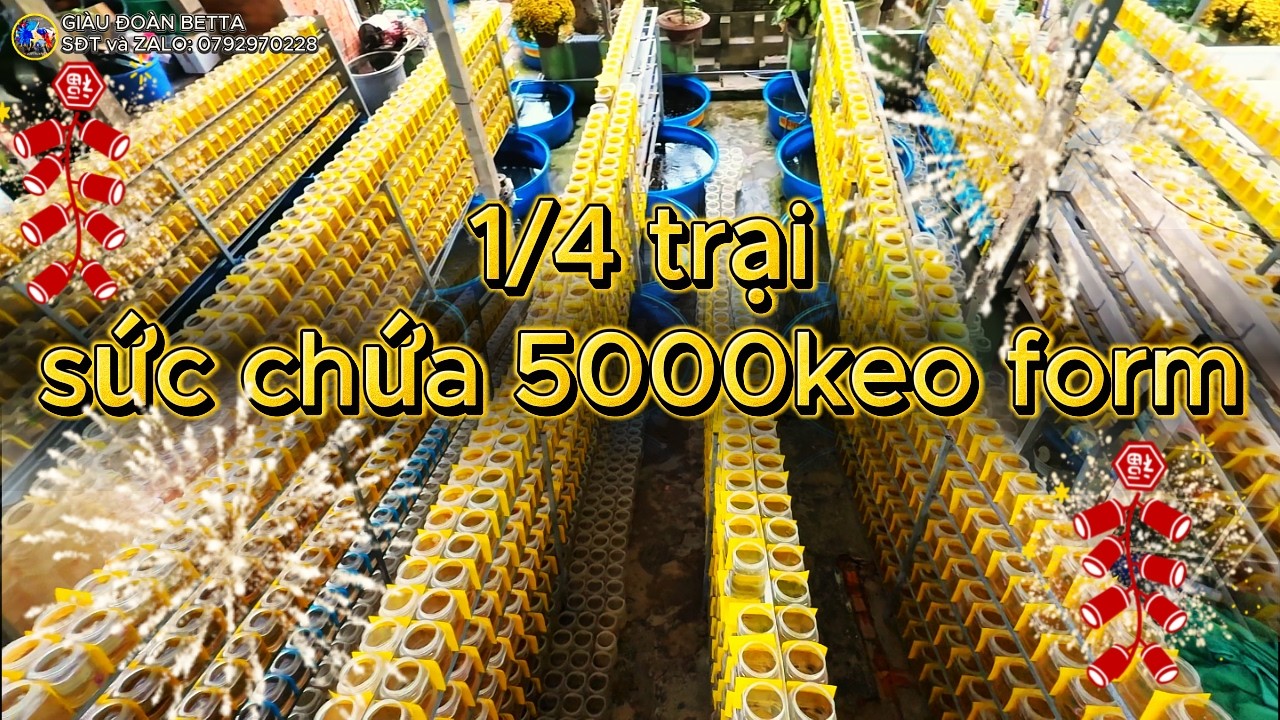 Review 1 khu Trong 4 khu Nuôi Cá Ở Trại Cá GIÀU ĐOÀN BETTA.! #vlog #betta #fish #bettafish