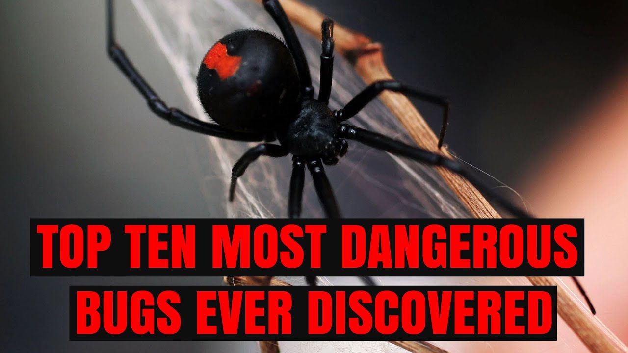TOP TEN MOST DANGEROUS BUGS EVER DISCOVERED - most dangerous bugs in the world