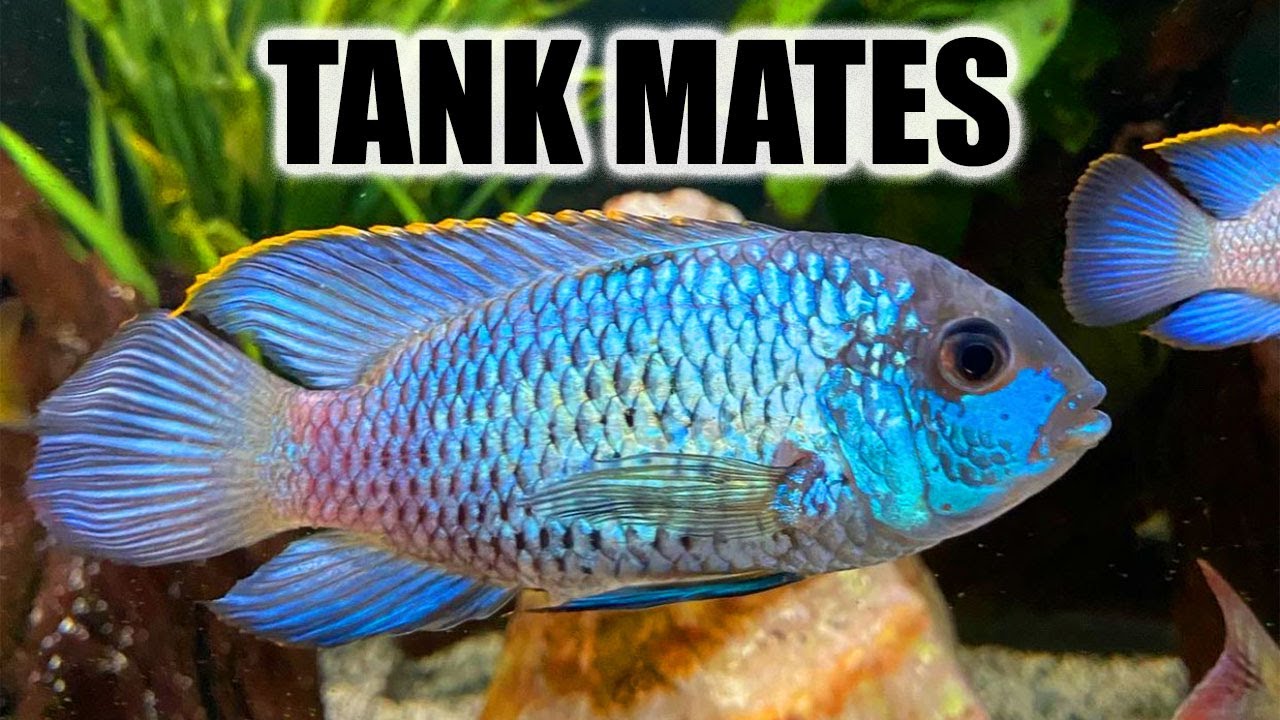 10 лучших соседей по аквариуму для Electric Blue Acara