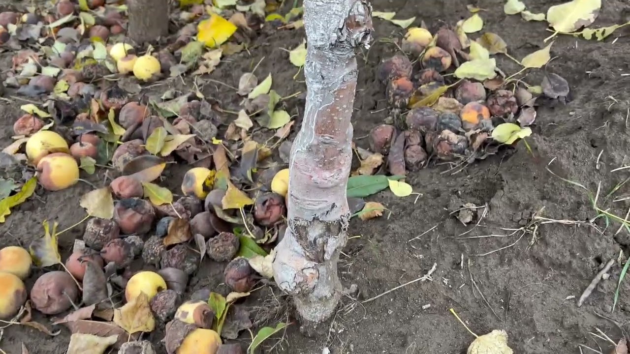 Груша «Олімпік»