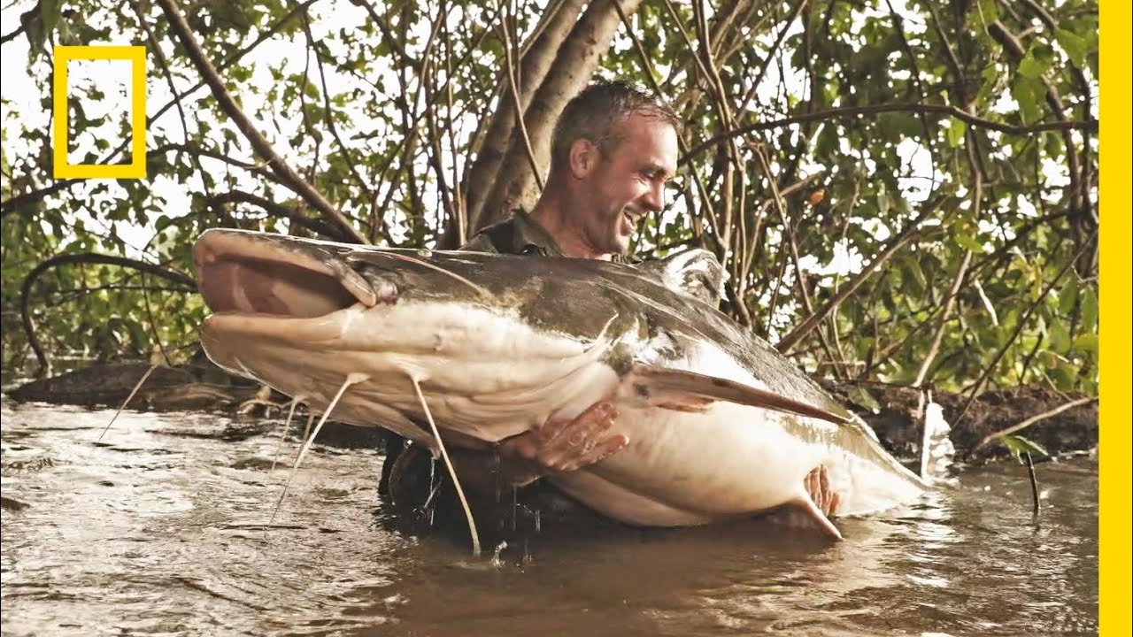 Tego olbrzyma szukali w całej Amazonii! | Podwodne olbrzymy
