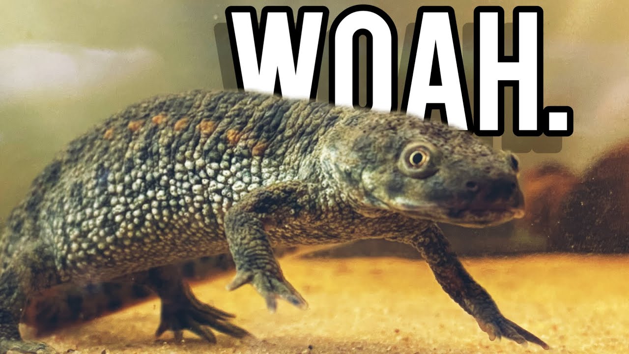 Should I get a Newt for my Paludarium?