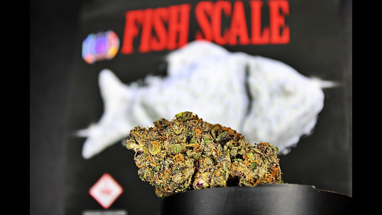 LAKESHORE CANNABIS DISPENSARY HAUL! UNBOXING/REVIEW! COOKIES! FISH SCALE!