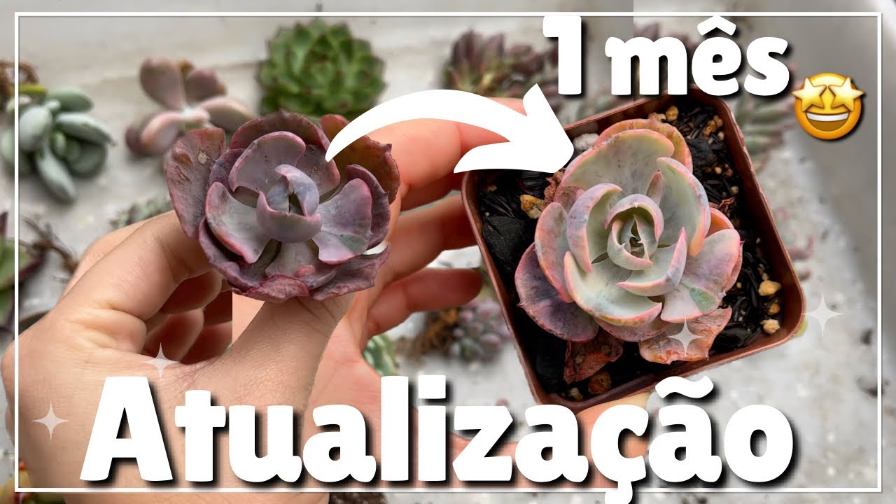 Como estão as suculentas que Novas: Beyoncé, clavatum variegata e+