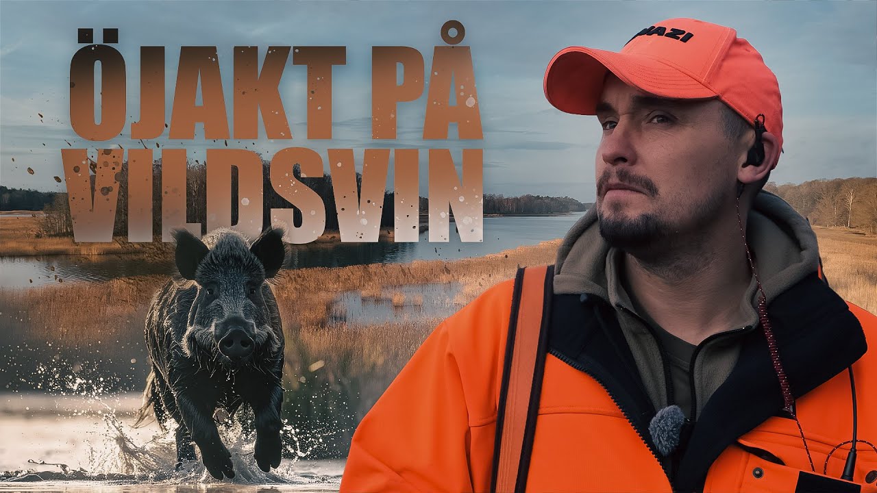 Drevjakt på vildsvin - Öjakt i skärgården | Jakt är Jakt