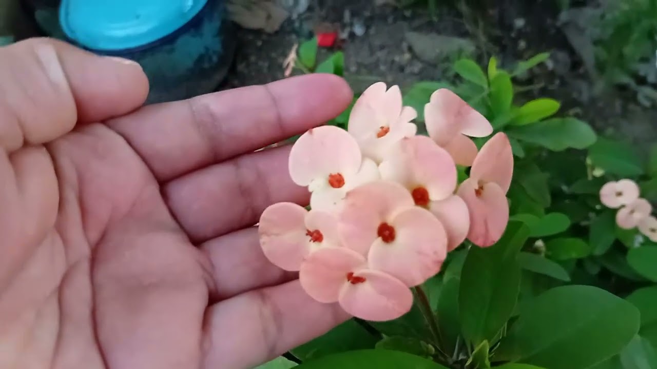 Todas mis plantas, cantan los pajaritos