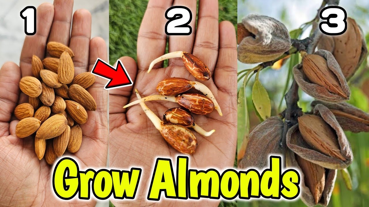 2 Methods to grow almonds at home, बादाम घर उगाने का तरीका