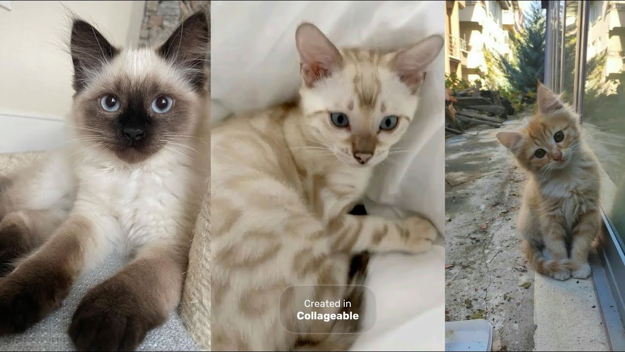 CATS OF TIKTOK🐈#cats #kittens #fyp #animals