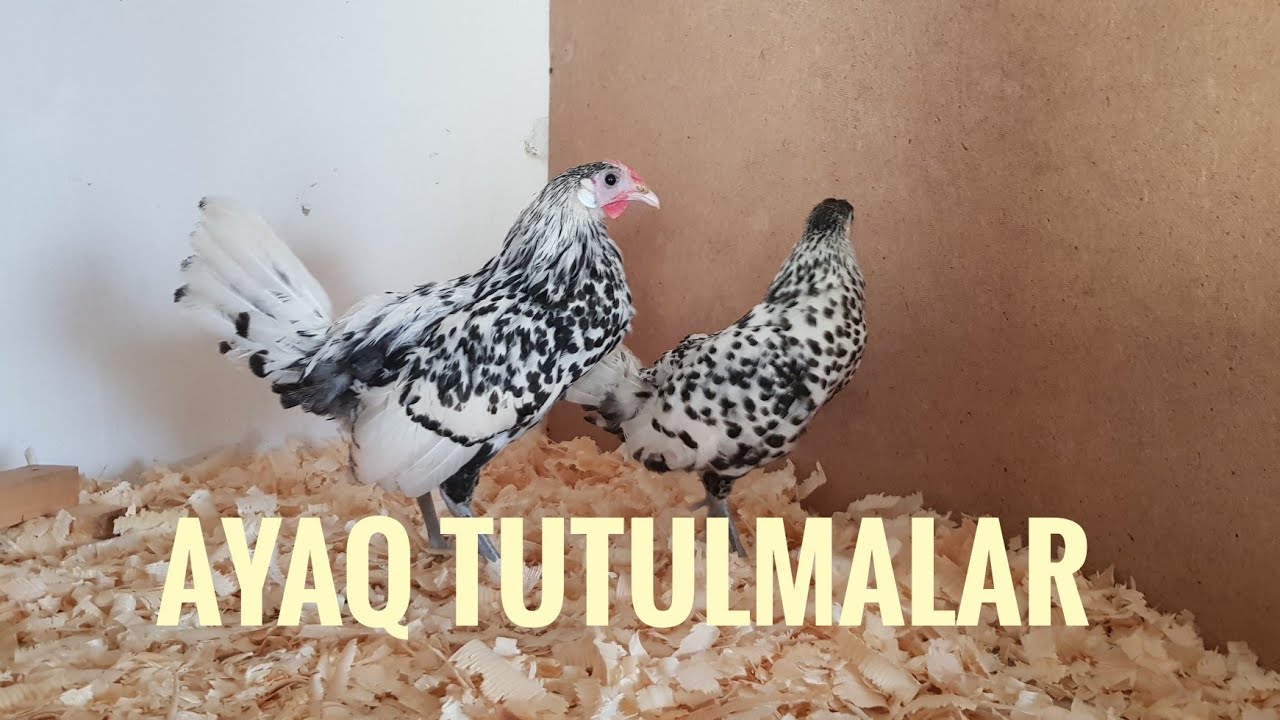 Toyuqlarda ayaq tutulmasi ,  sebebleri ve mualicesi
