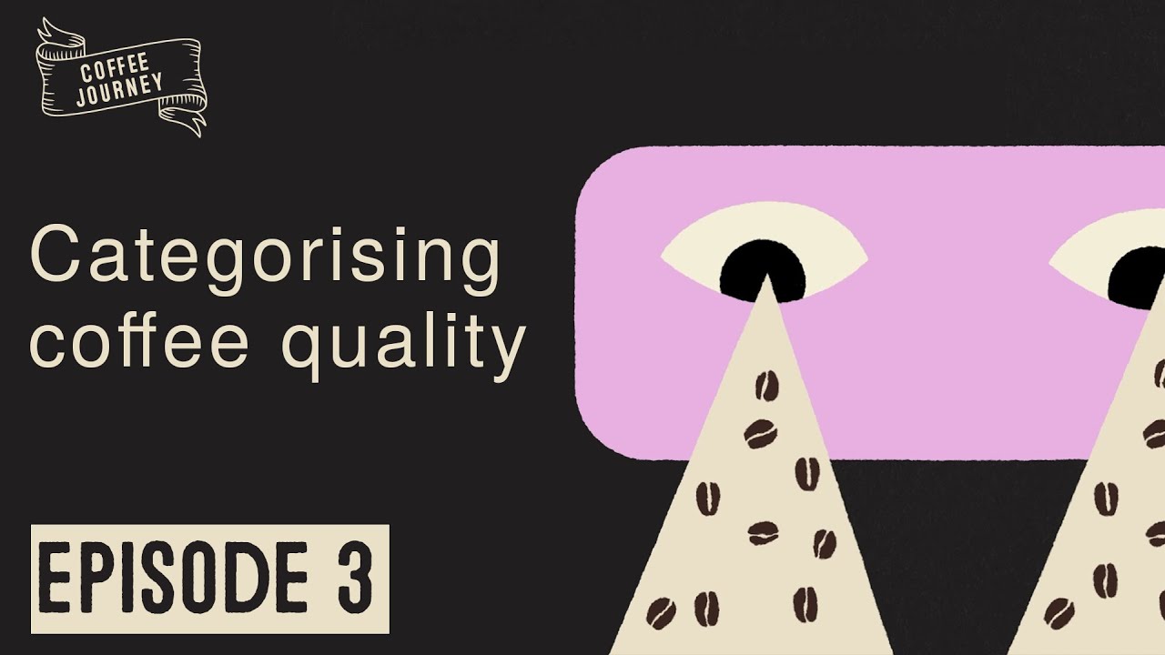 Coffee Journey | Ep 3 | Categorising Coffee Quality
