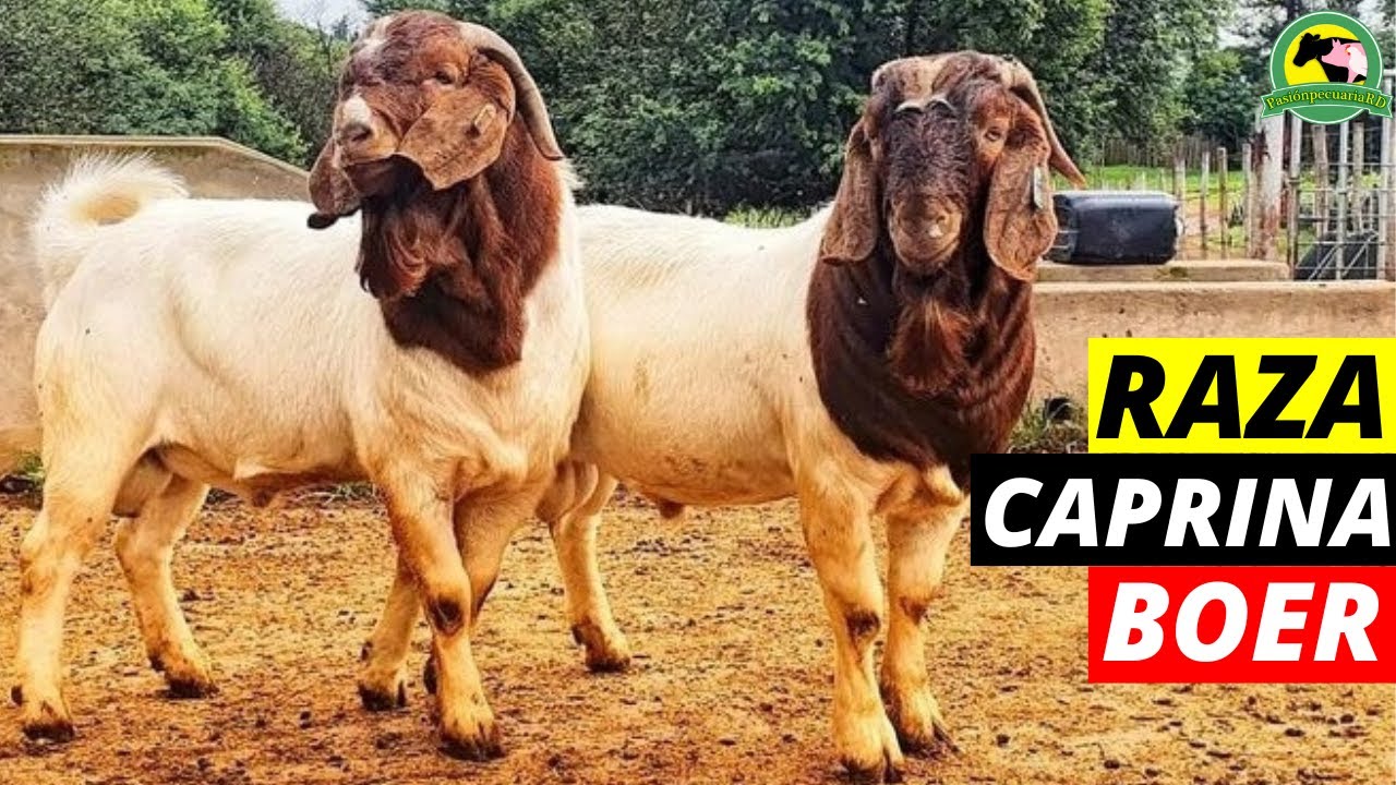Raza De Cabras Boer |La MEJOR Raza CAPRINA Para CARNE