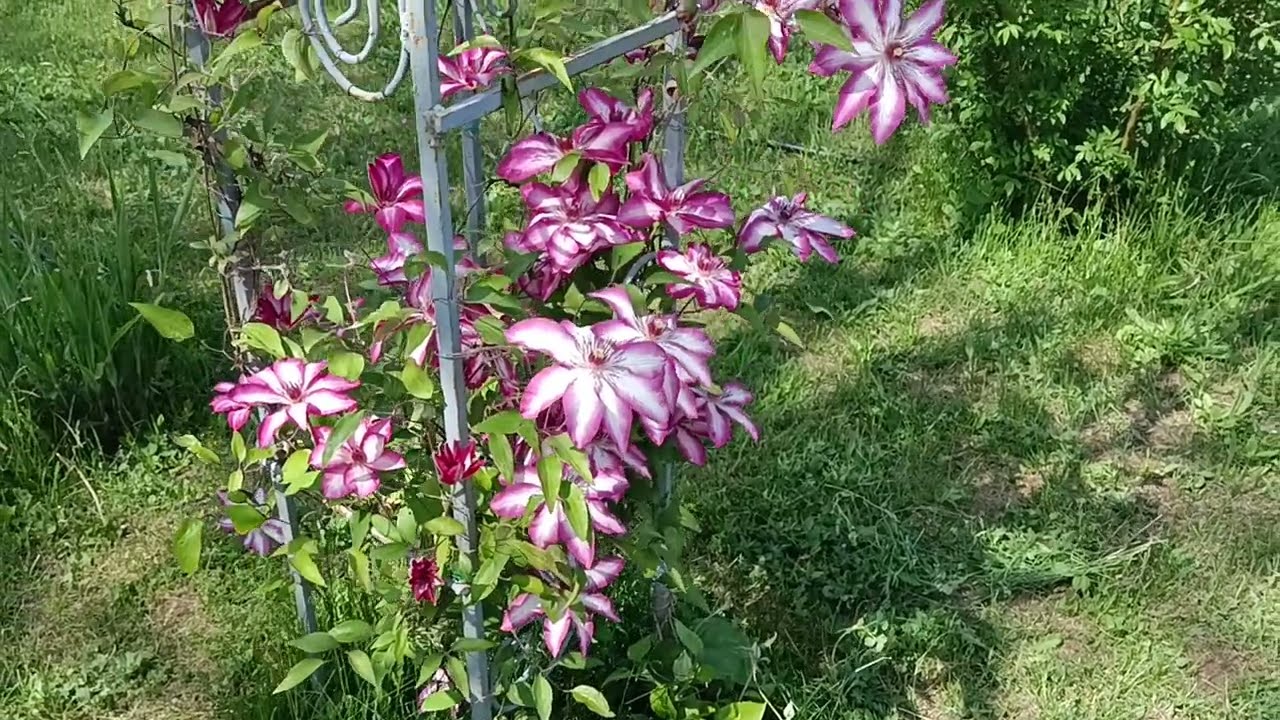 Клематис Пікоті, Мульти Блу та інше
