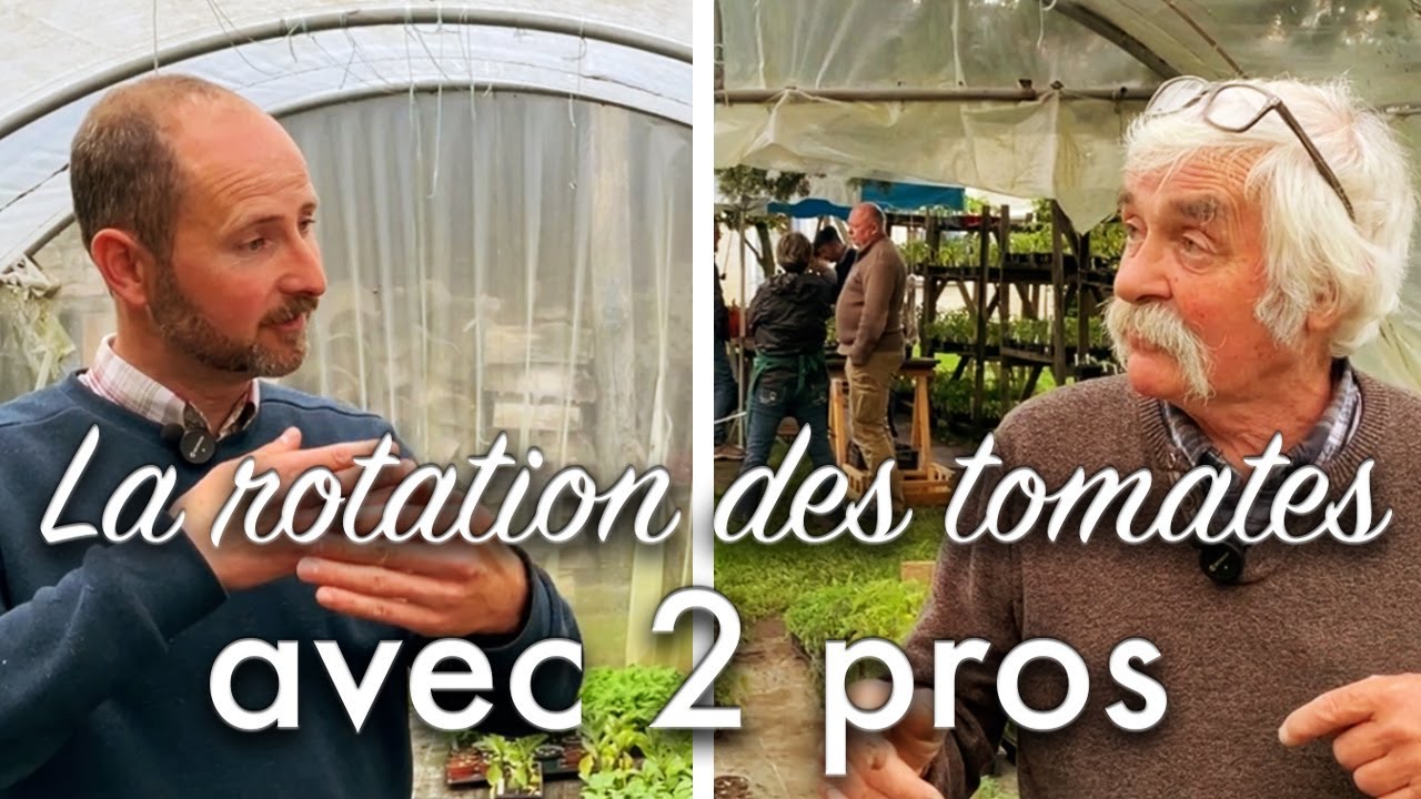 Quelles rotations pour les tomates ?