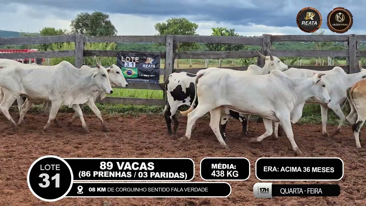 LOTE 31 - 89 FÊMEAS
