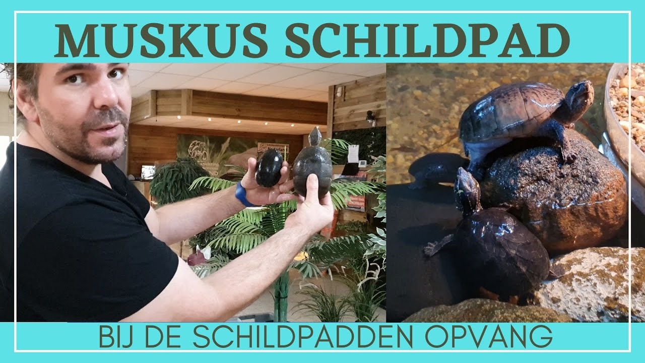Een Muskusschildpad houden