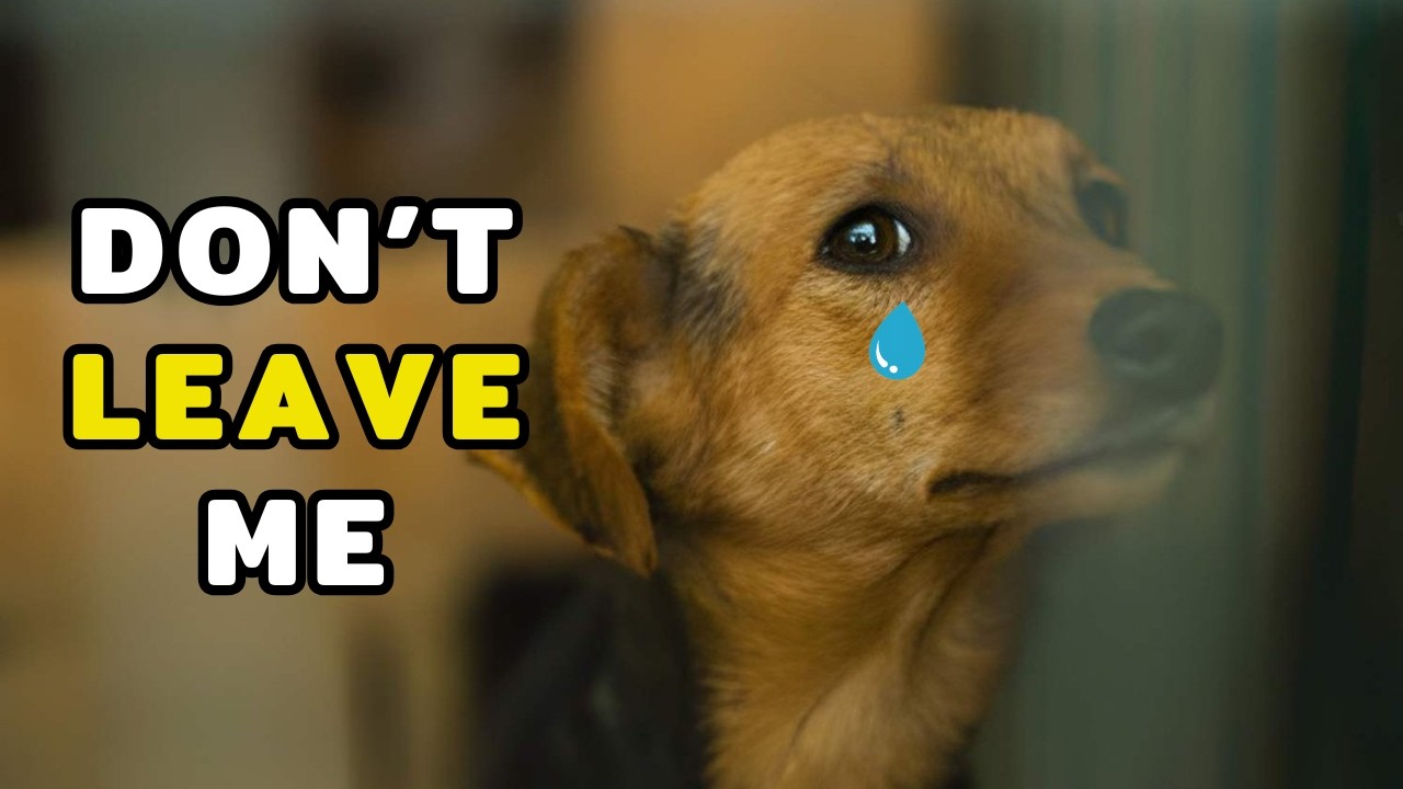 Most Owners Do This Before Leaving and Dogs Suffer Quietly