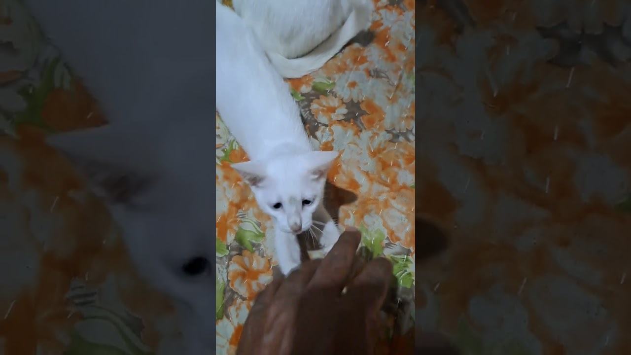 #кот #кошки #видео с кошками #шорты с кошками #любителикошек #кот #любителикошек