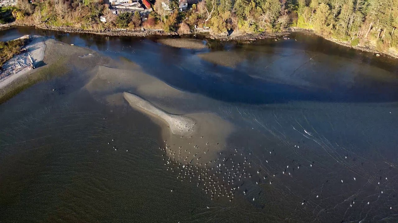 Witty's Lagoon (2020)