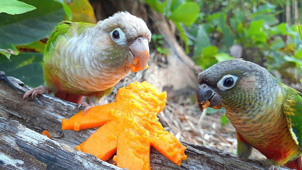 bird eat humans fruit parrot bird very hungry green cheek conure parrot bird