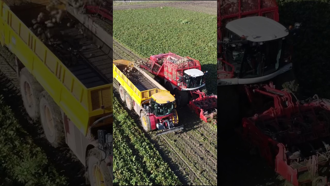 Sugarbeet harvesting with Verveat beet eater 625 & Vredo VT5518-3 overload wagon #agri #agriculture