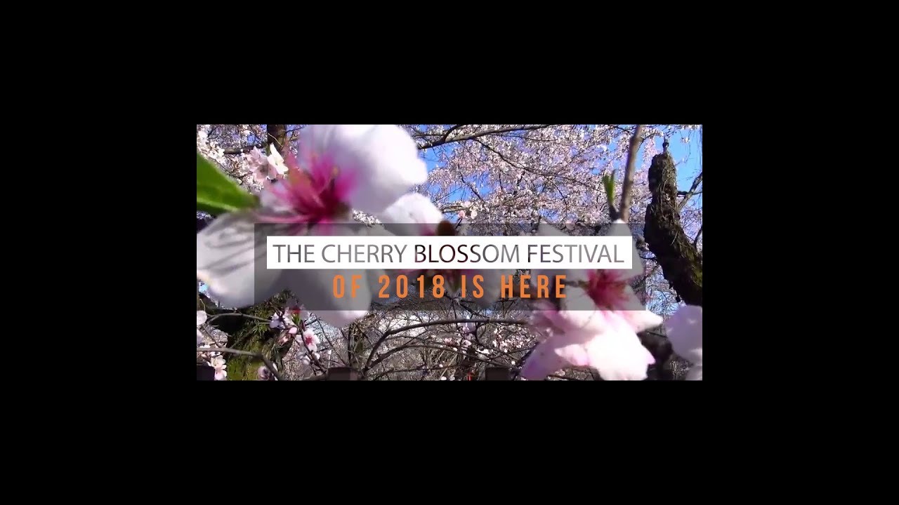 The Cherry Blossom Festival of 2018 is Here