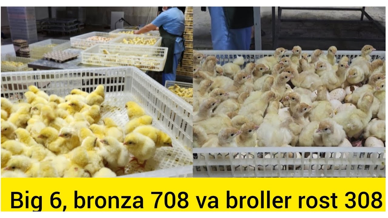 BIG 6, BRONZA 708 VA BROLLER ROST 308 JO'JALARIGA ZAKAZ OLAMIZ