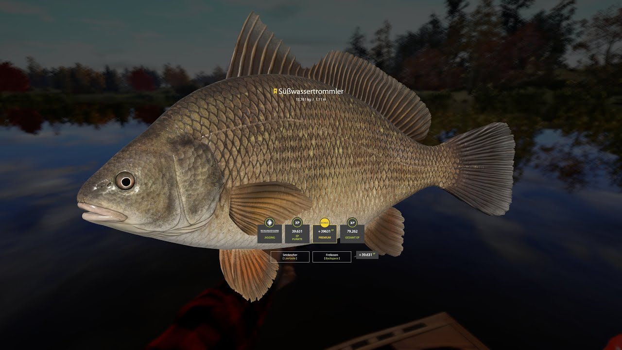 Trophy Süßwassertrommler am Elk Lake (02.09.2025)