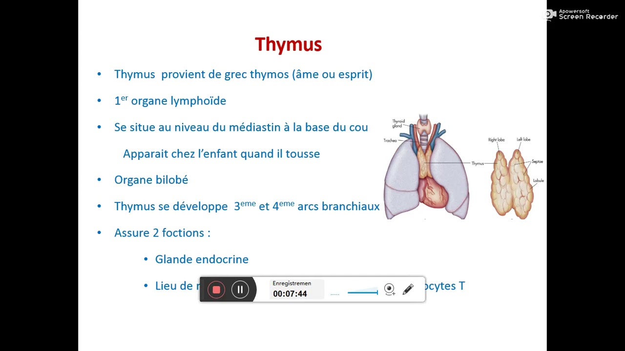 les organes lymphoides