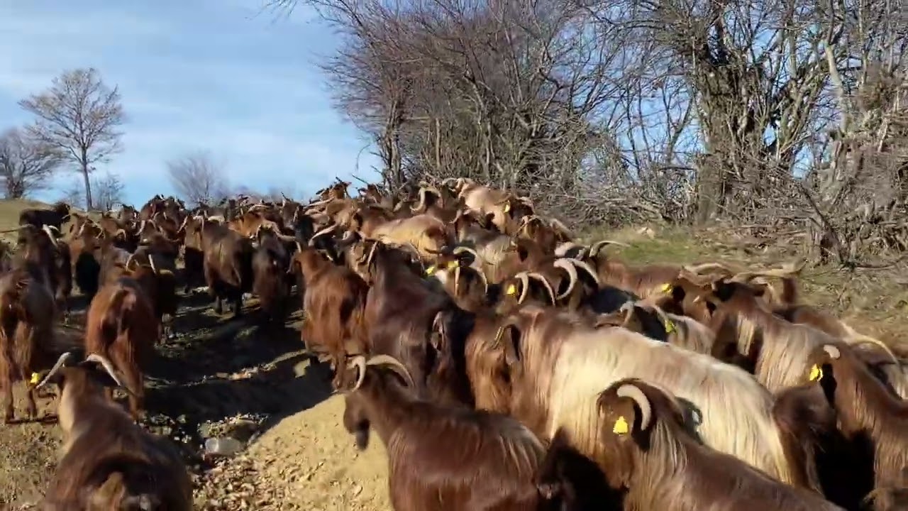 JETA NË FSHAT -Verbic e Zhegocit
