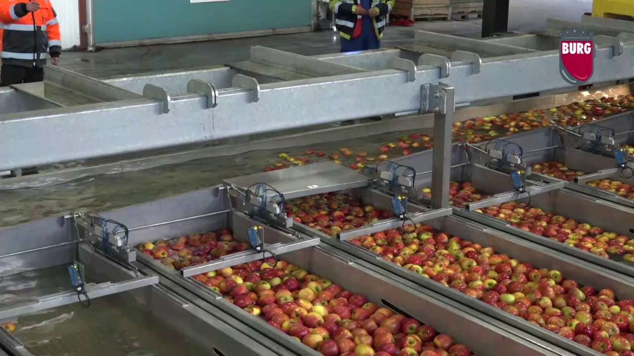 Burg Machinery - Wet presorting apples & pears