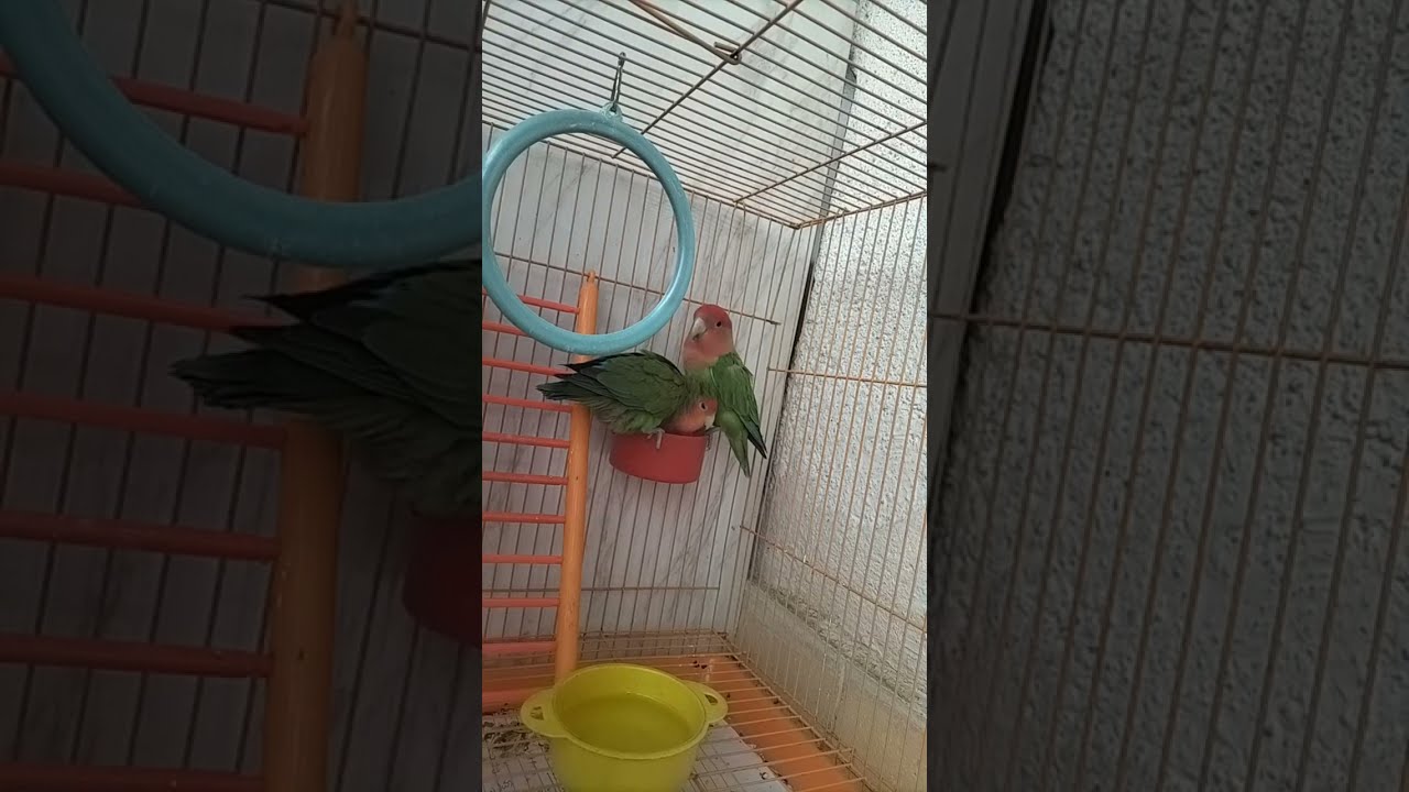 African Love Birds🐥 is live!