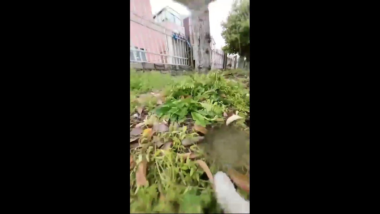 Curious Cat POV Cam | Exploring Streets and Corners Live