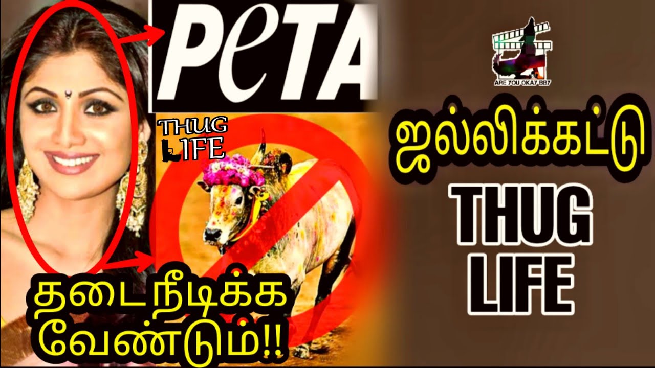 தடை நீடிக்க வேண்டும்!! Jallikattu   - THUG LIFE | Shilpa Shetty | Tamil |  are you okay baby