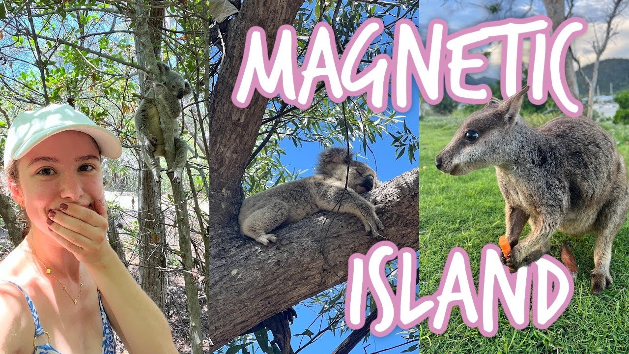 Baby koala sighting + feeding wild wallabies | MAGNETIC ISLAND BACKPACKER VLOG, Australia East Coast
