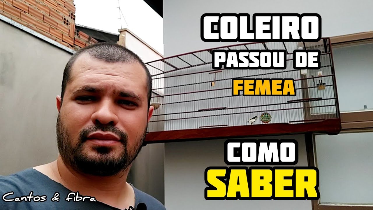 Como saber se o coleiro PASSOU de Fêmea : como resolver
