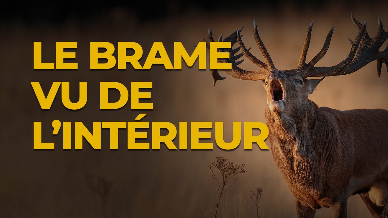 Le brame du cerf : ce que vit vraiment l’animal