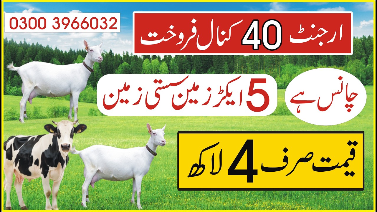 چانس والی سستی زمین cheapland for sale in Pakistan Agricultureland for sale 0300 3966032| Land for