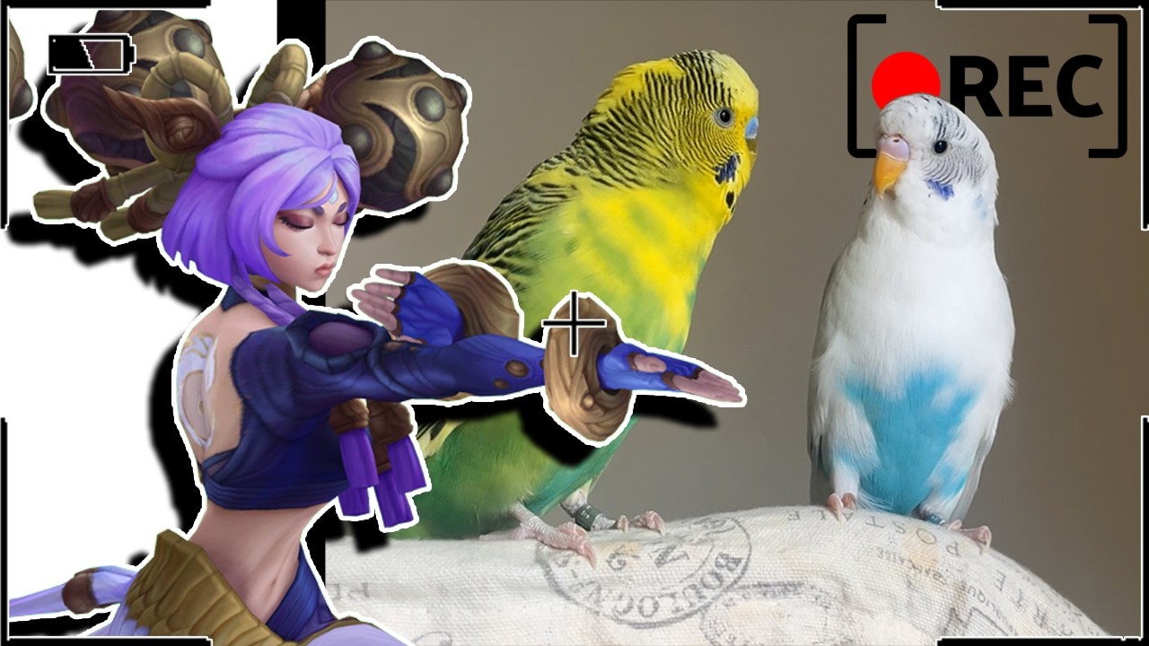 The Bird Cam Arrived... | HONKS