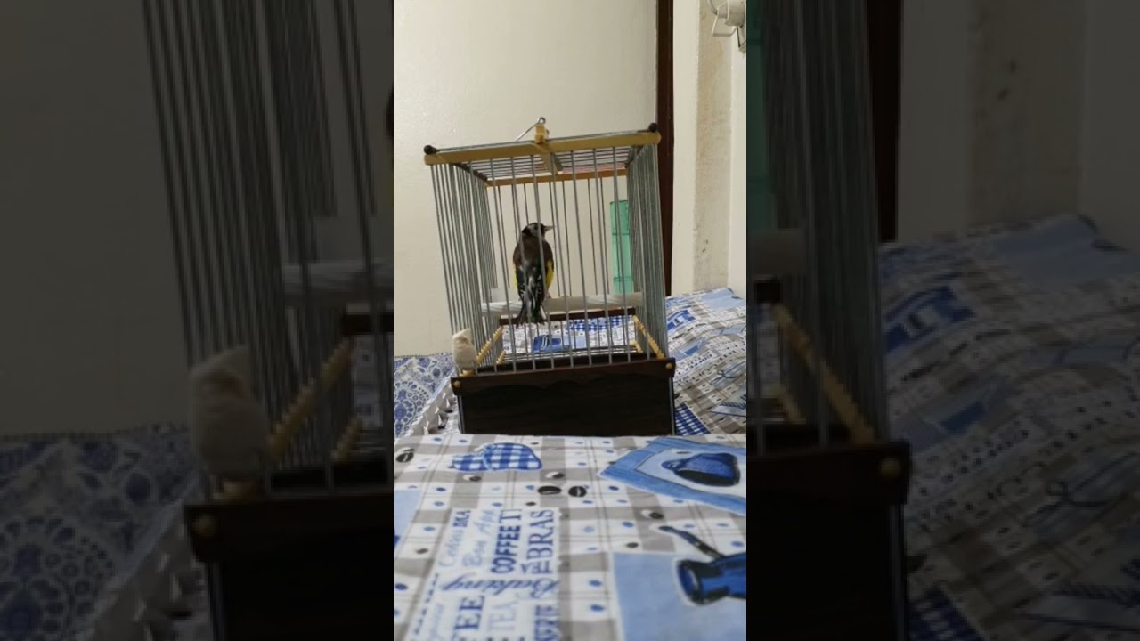 استمتع معنا بي هاد الحسون الويداني الرائع