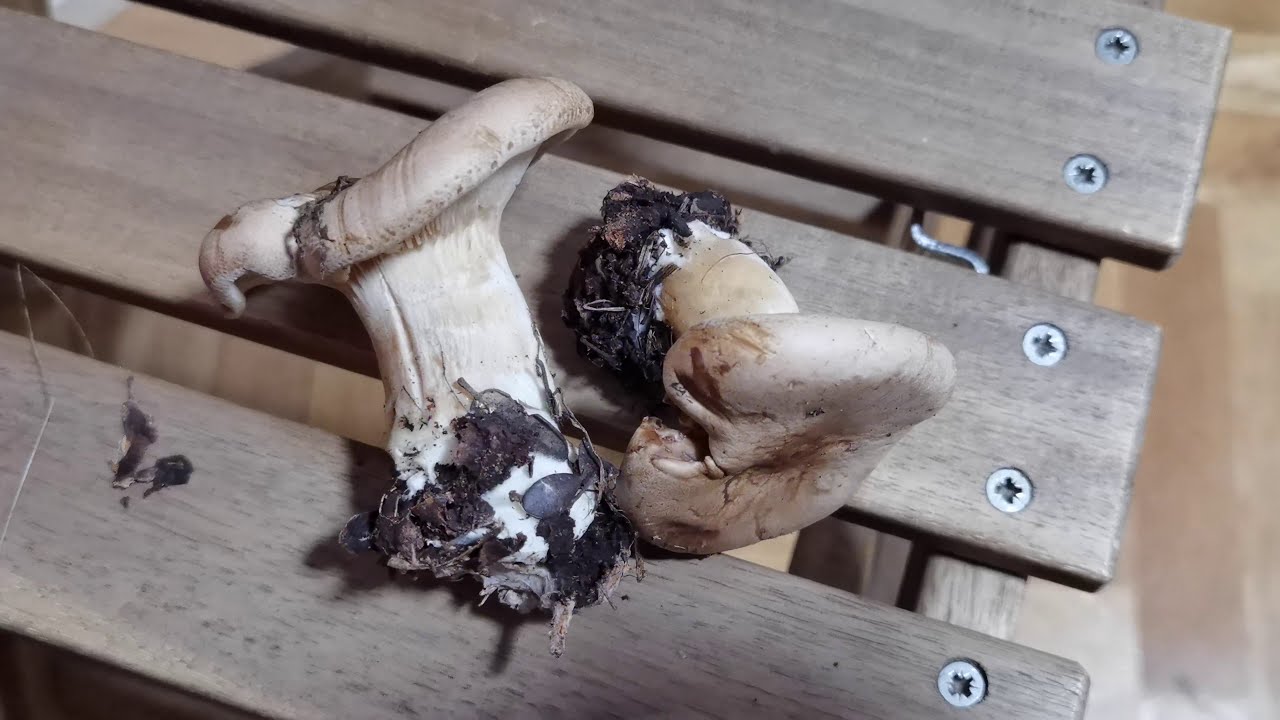 El sabroso Clitocybe pardo de encinar: Clitocybe alexandrii
