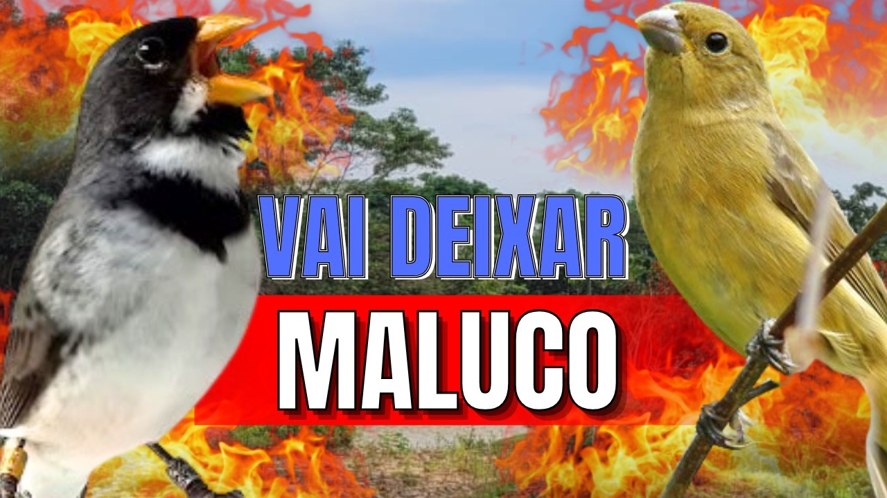 ESQUENTAR QUALQUER COLEIRO COM ESQUENTA COLEIRO PARA ESQUENTAR COLEIRO TUÍ TUÍ ESQUENTAR COLEIRO