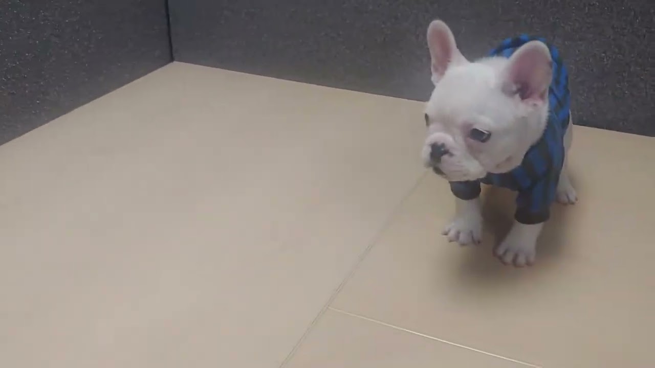 Frenchie BETTY WHITE giving attitude 