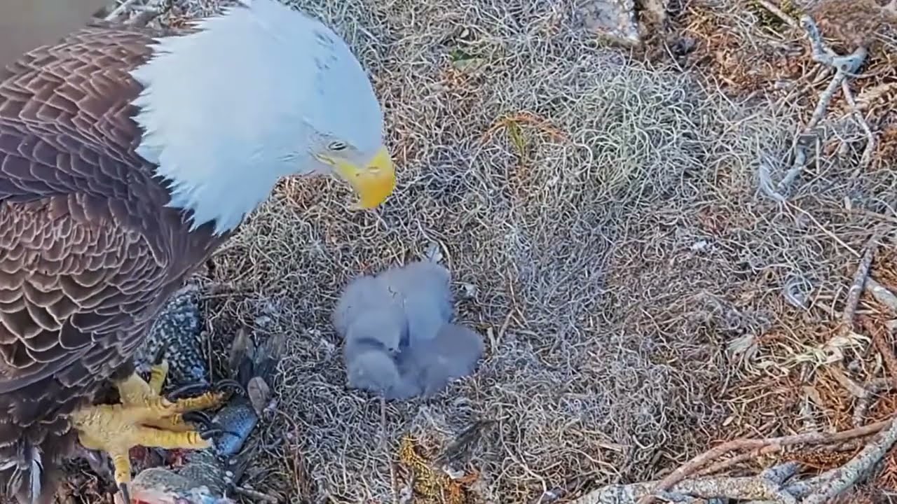 #baldeagle Cam4#20 mother birds brings food to feed her chicks in the nest, Falcon babies feeding