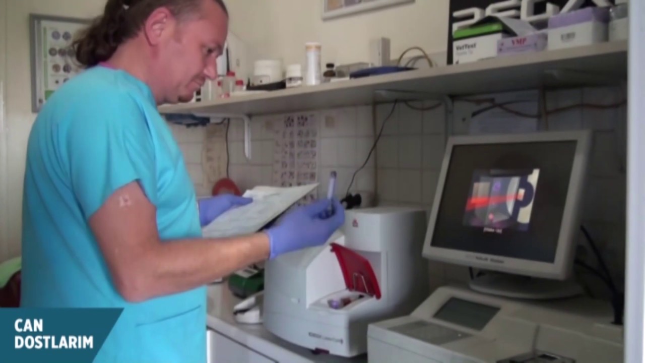 Kedilerde FIP Hastalığı (Feline Infectious Peritonitis)