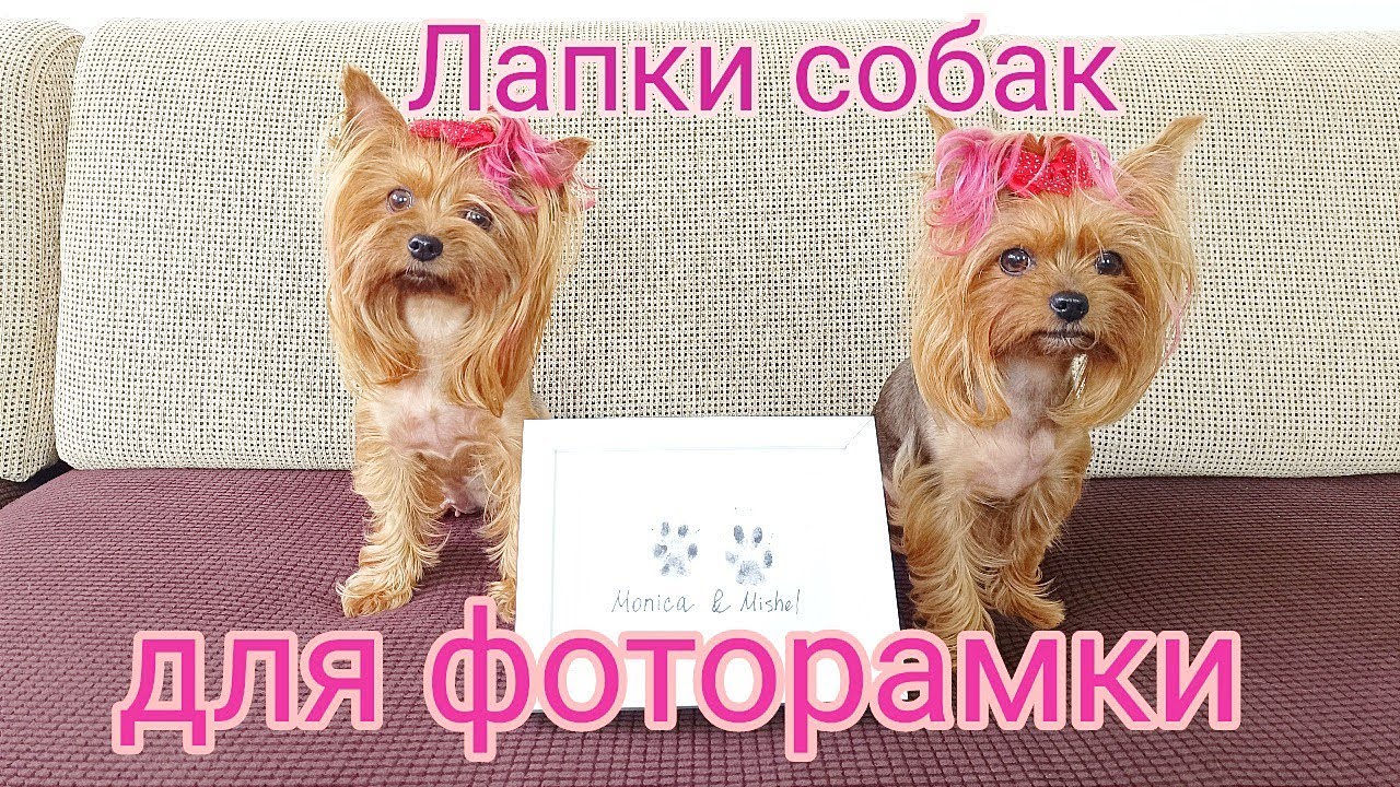 Лапки собак для фоторамки