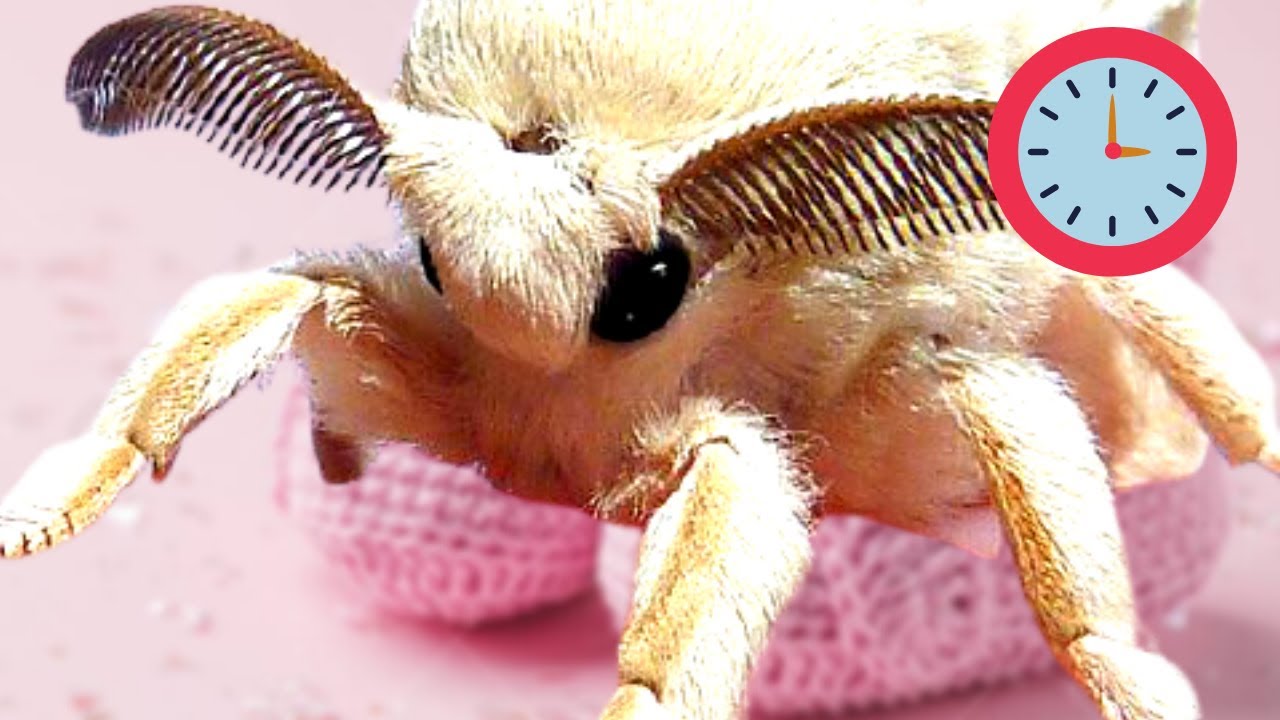 Poodle Moth: Mulberry Silkworm Lifecycle (Bombyx mori) Fluffy Cute Moth  one minute lifecycle